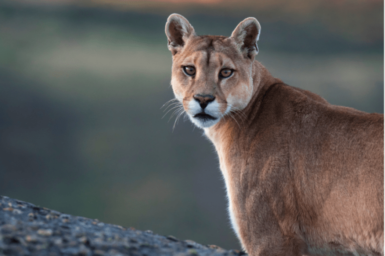 Miles Higher Crowned Playa del Carmen’s Official ‘Puma Whisperer